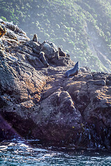 Image showing Cormorants on a cliff in Kaikoura Bay