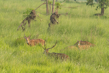 Image showing Sika or spotted deers herd in the elephant grass