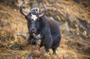 Image showing Yak or nak pasture on grass hills in Himalayas