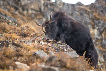 Image showing Yak or nak pasture on grass hills in Himalayas