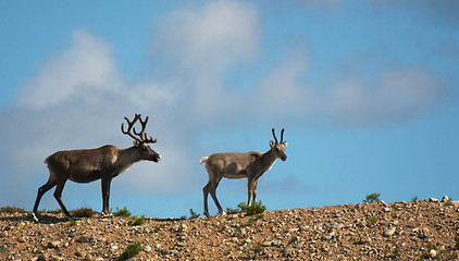 Image showing Reindeers