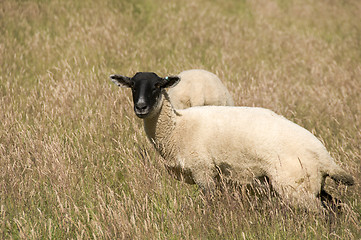 Image showing Sheep