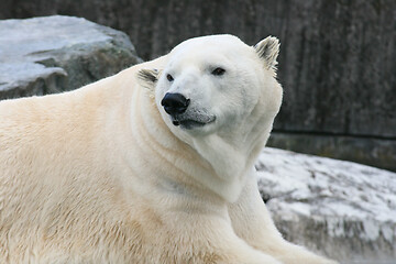 Image showing Eisbär   polar bear   (ursus maritimus) 