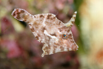 Image showing Tangfeilenfisch  Tangfeilen fish   (Acreichthys tomentosus) 