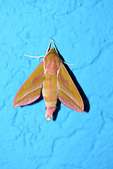 Image showing Kleiner Weinschwärmer  Butterfly  (Deilephila porcellus)  