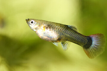 Image showing Guppy   (Poecilia reticulata) 