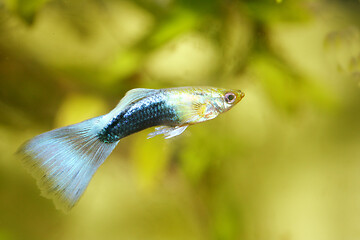 Image showing Guppy   (Poecilia reticulata) 