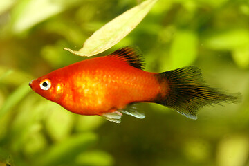 Image showing  Platy  Spiegelkärpfling   (Xiphophorus maculatus) 