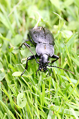 Image showing Laufkäfer  Ground beetles   (Carabidae)  