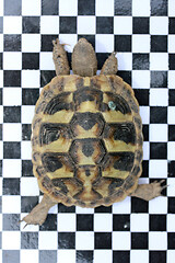 Image showing Griechische Landschildkröte  Hermann's tortoise  (Testudo hermanni boettgeri)  