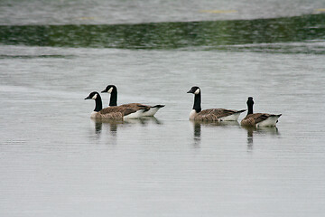 Image showing Kanadagans  Canada goose  (Branta canadensis)  