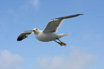 Image showing Fliegende Silbermöwe  flying gull  (Larus argentatus) 