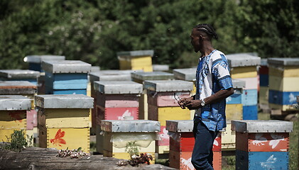 Image showing african beekeeper local black honey producer