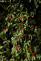 Image showing Autumn Berry Bush