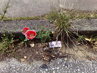 Image showing The red flower growing on asphalt, the card, grass.