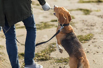 Image showing close up of man playing with beagle dog on beach