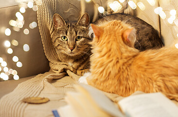 Image showing two cats lying on sofa at home