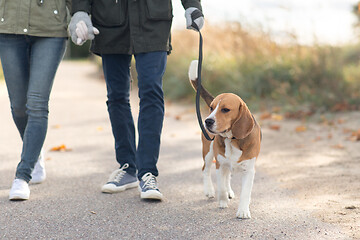 Image showing couple walking with beagle dog on leash in autumn