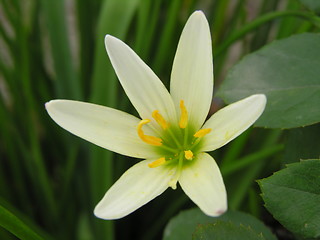 Image showing white flower