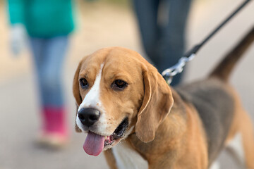 Image showing close up of beagle dog on leash walking outdoors