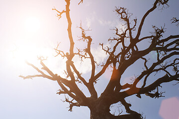 Image showing Dry trees and sky