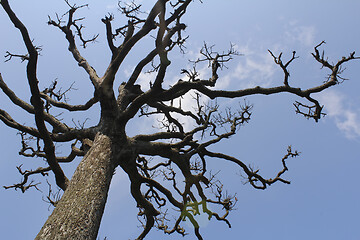 Image showing Dry trees and sky