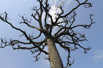 Image showing Dry trees and sky