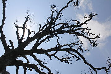 Image showing Dry trees and sky