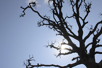 Image showing Dry trees and sky