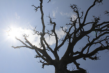 Image showing Dry trees and sky