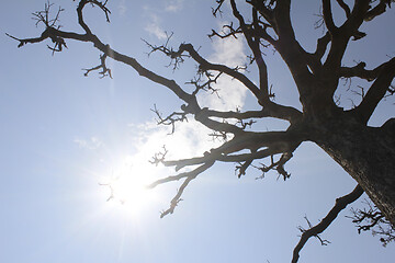 Image showing Dry trees and sky