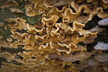 Image showing crab-of-the-woods fungi detail