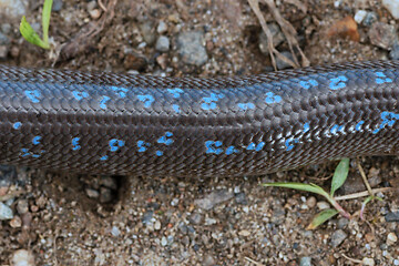 Image showing macro shot of european blind worm