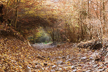 Image showing vegetation tunnel on a mountain road