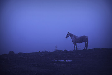 Image showing feral horse at dawn