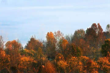 Image showing golden forest in autumn