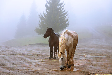 Image showing horses in a foggy day