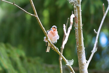 Image showing male common chaffinch on branch