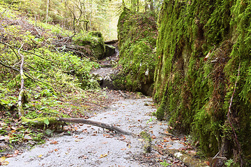 Image showing footpath in Apuseni natural park