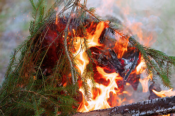 Image showing spruce wood bonfire