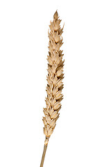 Image showing wheat ear isolated