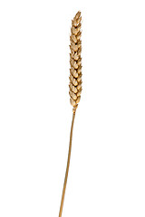 Image showing wheat ear isolated