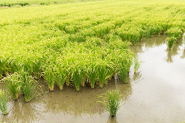 Image showing Rice field