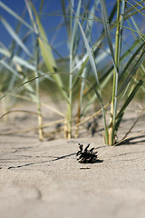 Image showing Pine Cone