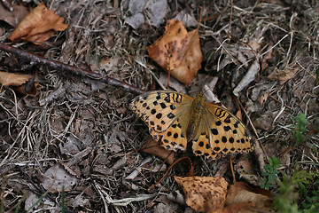 Image showing brown butterfly