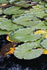 Image showing Water lilies