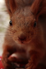 Image showing squirrel