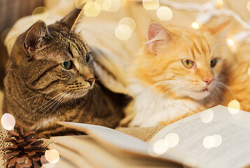 Image showing two cats lying on sofa with book at home