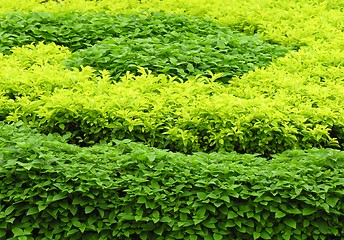 Image showing green leaves