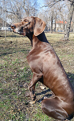 Image showing German pointer sitting in the natural park